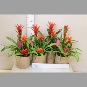 ARR BROMELIA