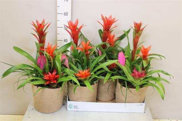 <h4>ARR BROMELIA</h4>