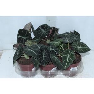 ALOCASIA BLACK P12