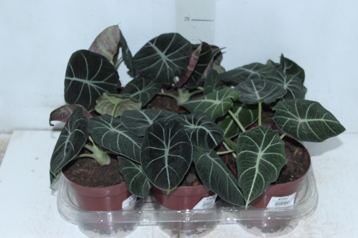 <h4>ALOCASIA BLACK P12</h4>