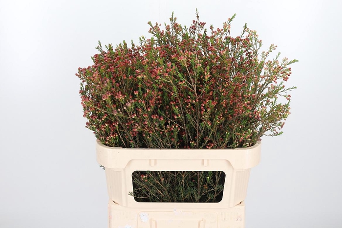 <h4>Chame Adi Bes</h4>