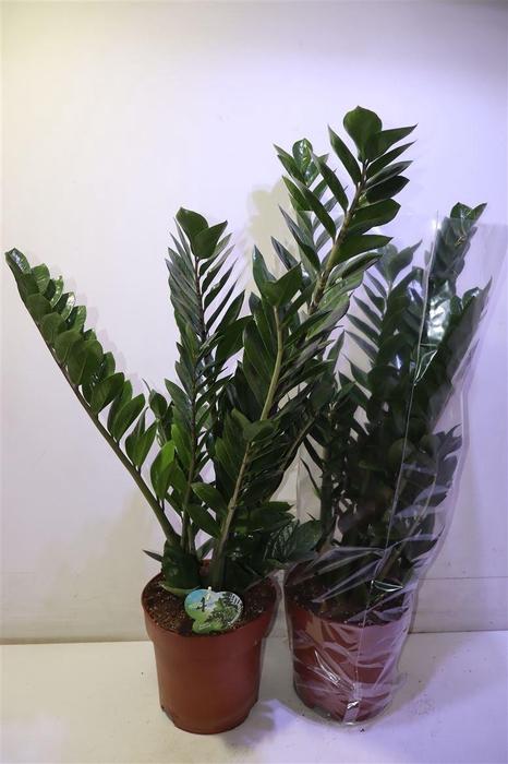 <h4>Zamio Zamiifolia</h4>