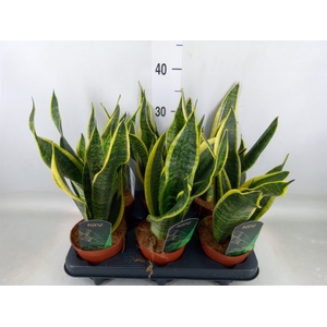 Sansevieria trifa. 'Futura Superba'
