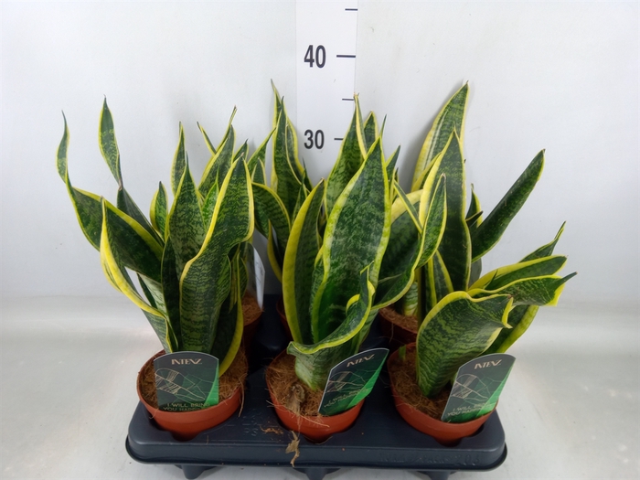 <h4>Sansevieria trifa. 'Futura Superba'</h4>