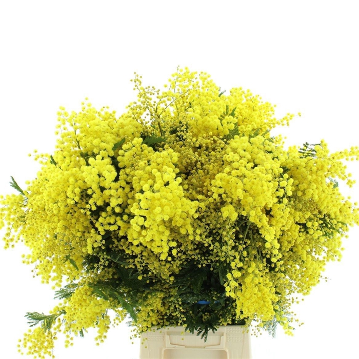 <h4>ACACIA BAILEYA BL BS</h4>