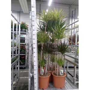 Dracaena   ...mix