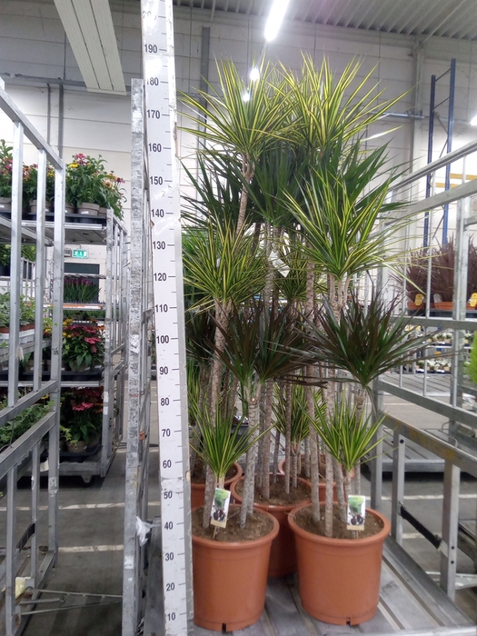 <h4>Dracaena   ...mix</h4>