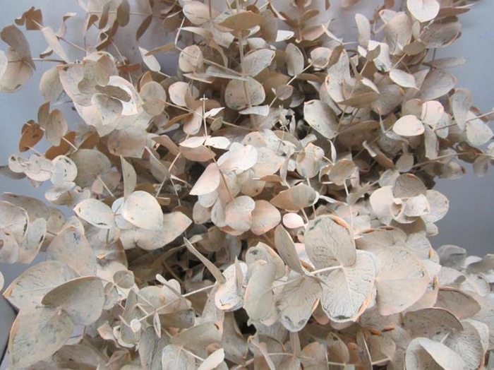 <h4>Euc Cinerea Zalm</h4>