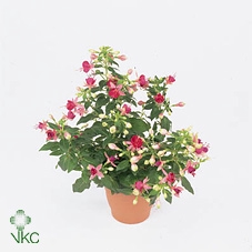 FUCHSIA CHERRY