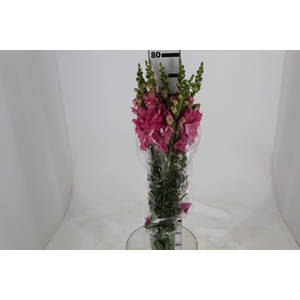 BOCA DE LEAO POTOMAC ROSE 080 CM