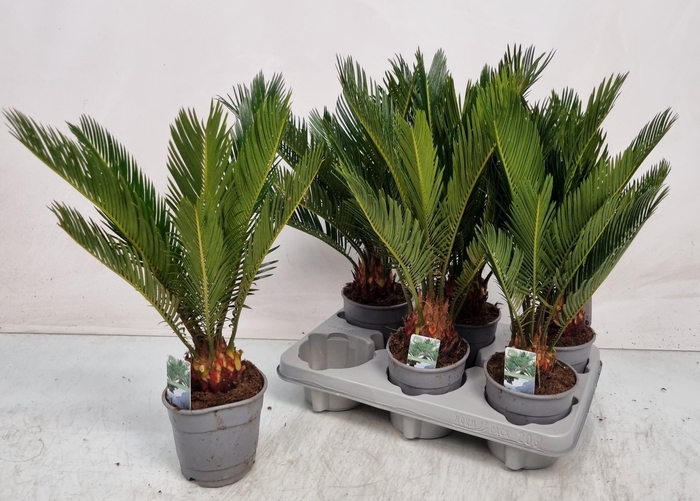<h4>CYCAS REVOLUTA</h4>