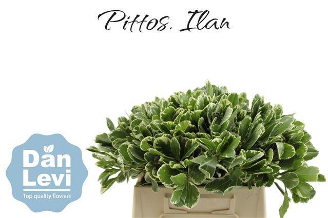 <h4>PITTOSP TO ILAN</h4>