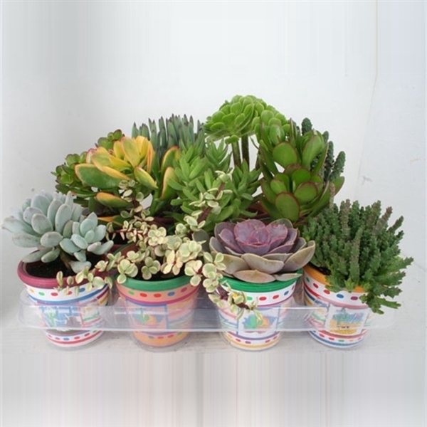 <h4>5 Mexicopot succulent 8,5 cm</h4>