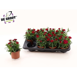 Dianthus Oscar Cherry