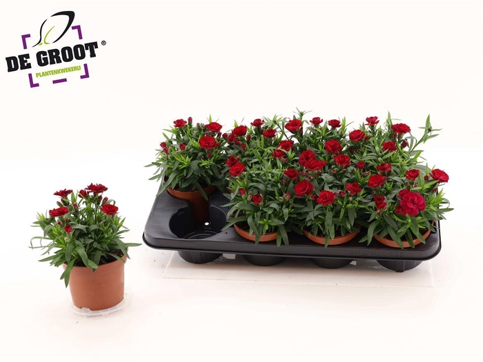 <h4>Dianthus Oscar Cherry</h4>