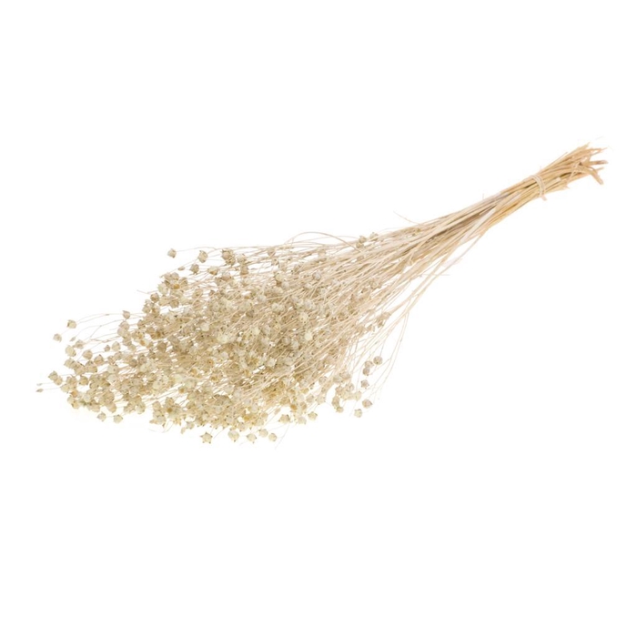 <h4>Linum White Misty</h4>