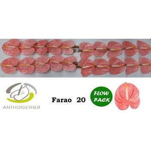 Anthurium andr. 'Farao'