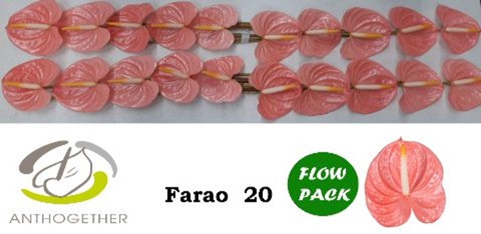 <h4>Anthurium andr. 'Farao'</h4>