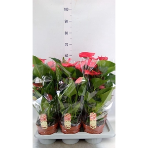 Anthurium andr. 'Melito'