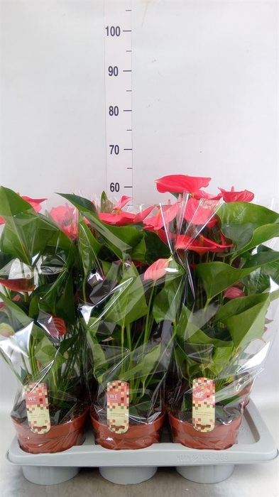 <h4>Anthurium andr. 'Melito'</h4>