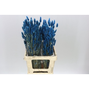Dried Lagurus Blue