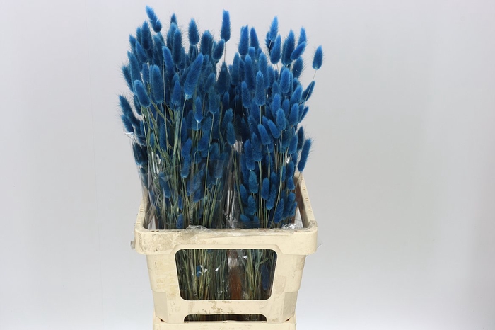 <h4>Dried Lagurus Blue</h4>
