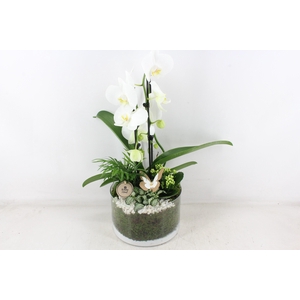 arr2 PL - Glas cilinder phal. wit