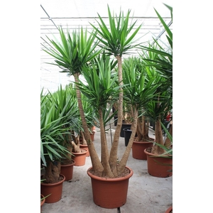 Yucca elephantipes over
