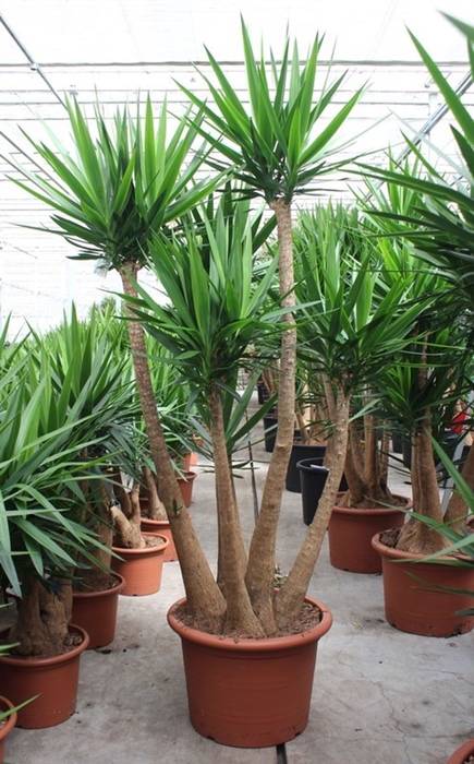 <h4>Yucca elephantipes over</h4>