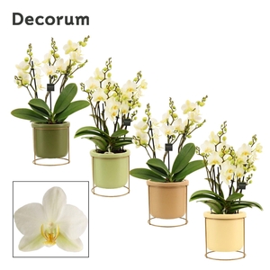 Phalaenopsis dazzling Lausanne 3-4 tak in Lynn (Silent moods-col