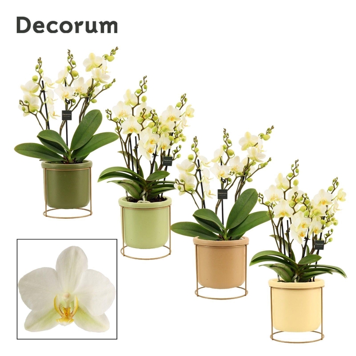 <h4>Phalaenopsis dazzling Lausanne 3-4 tak in Lynn (Silent moods-col</h4>