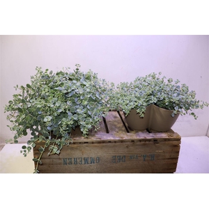Sedum Sieboldii Triopot Tauep