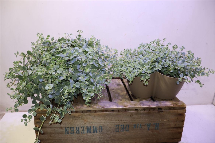 <h4>Sedum Sieboldii Triopot Tauep</h4>