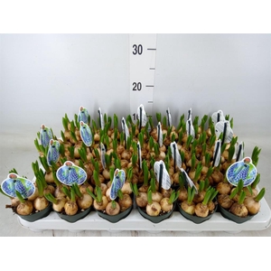 Muscari  'Big Smile'