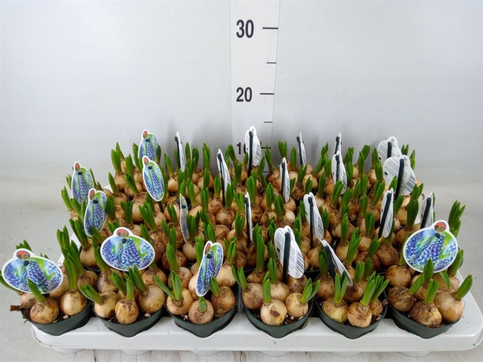 <h4>Muscari  'Big Smile'</h4>