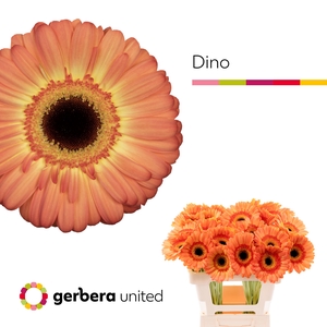 Gerbera Dino Water