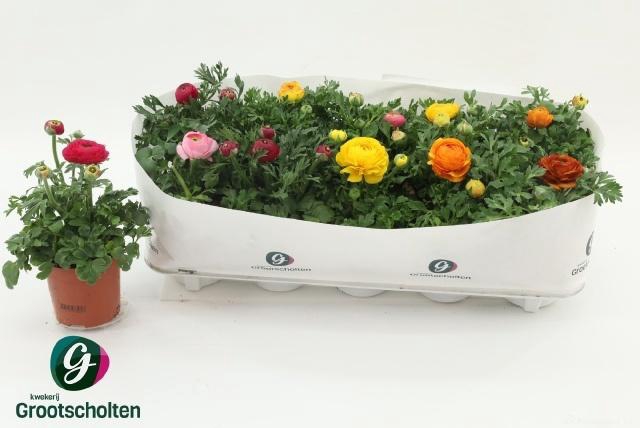 <h4>RANUN SPRINK DW GEM</h4>