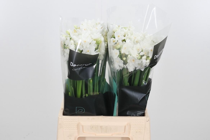 <h4>Narc Ta Ziva</h4>