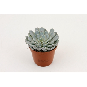 Echeveria Derenbergii