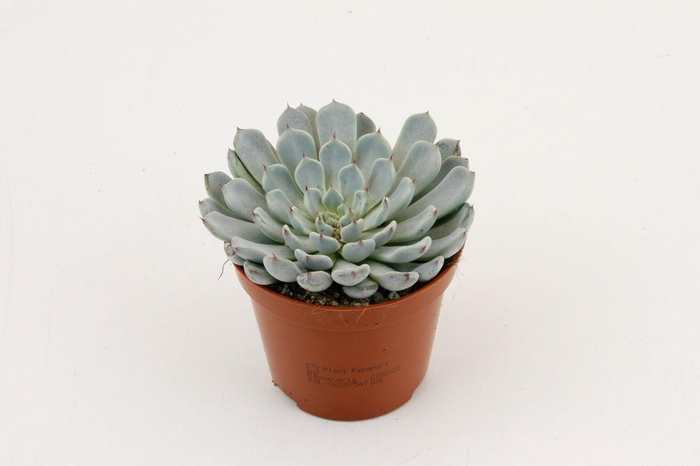 <h4>Echeveria Derenbergii</h4>