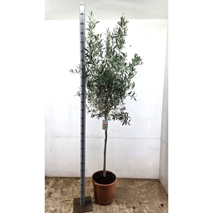 OLEA EUROPAEA