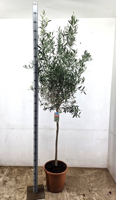 <h4>OLEA EUROPAEA</h4>