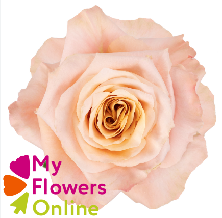 <h4>R Gr Shimmer Peach 60cm EC</h4>