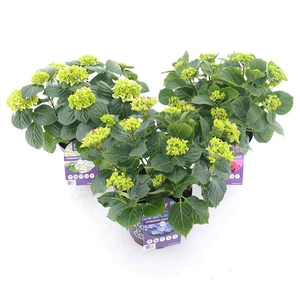 Hydrangea macr. Forever & Ever® MIX C5 (23cm.) Kn.