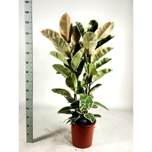 Ficus elastica 'Tineke' Toef 135cm