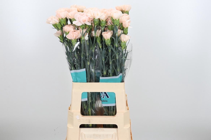 <h4>Dian St Lizzy</h4>