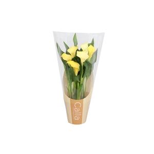 Zantedeschia Sunclub Calla Pasen geel in bedrukte hoes