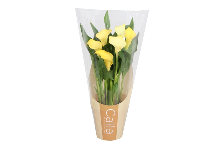 <h4>Zantedeschia Sunclub Calla geel in bedrukte hoes</h4>