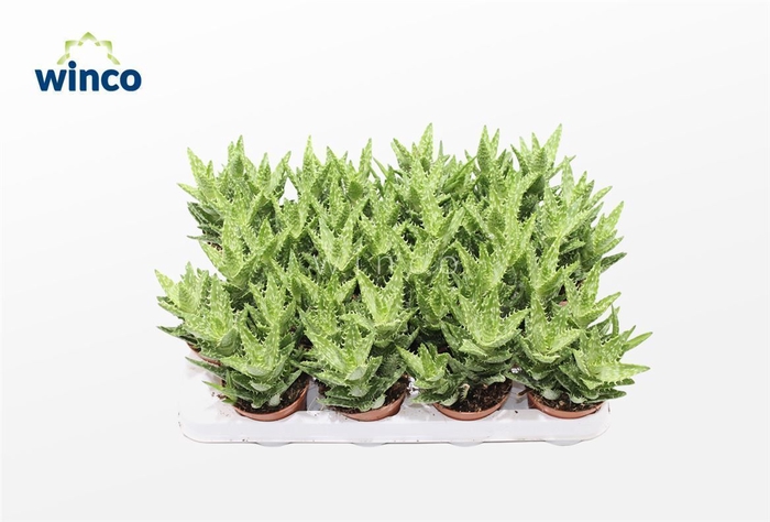 <h4>Aloe Squarrosa</h4>