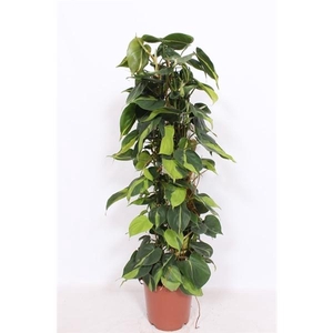 Philodendron scandens 'Brasil'